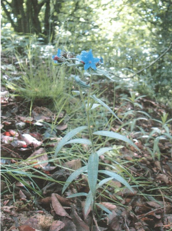 Blüten des Blauroten Steinsamens