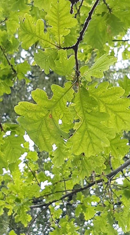 Blätter der Traubeneiche