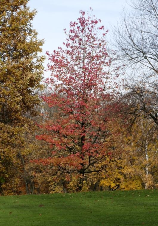 Amberbaum, Herbstfärbung