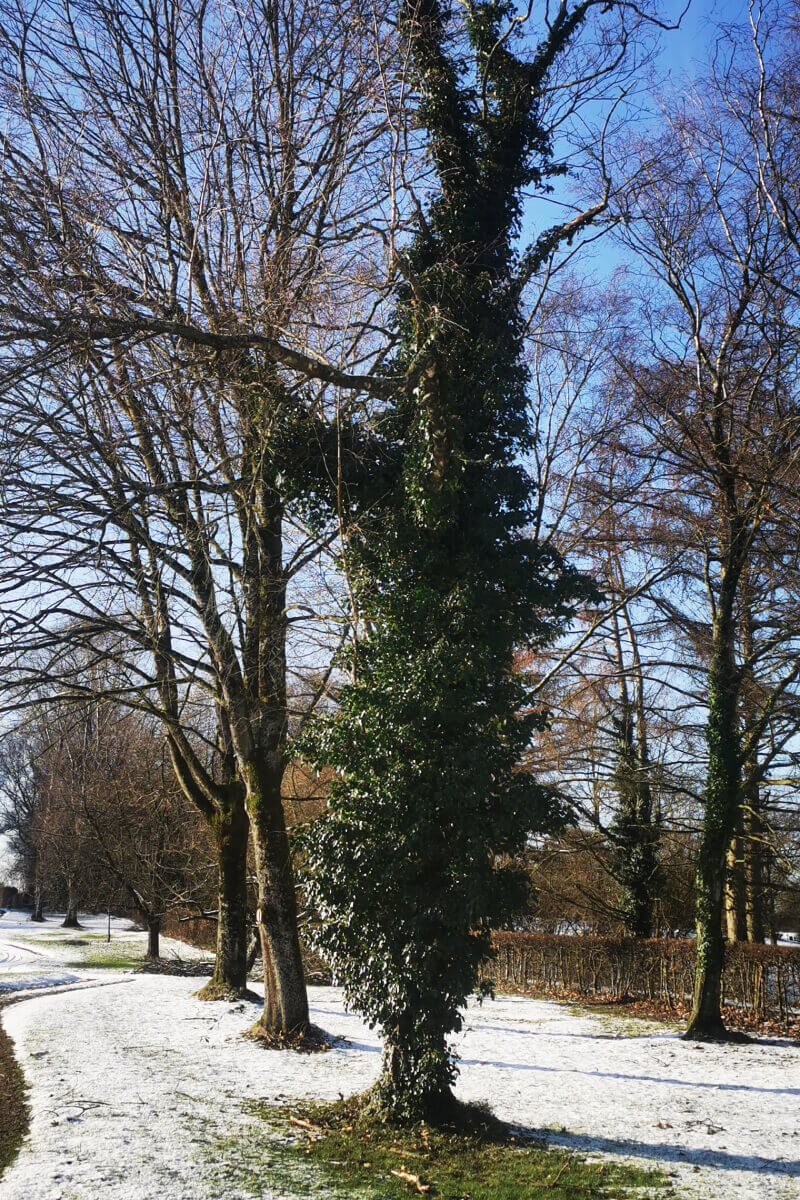 Efeu an einem Baumstamm im Winter